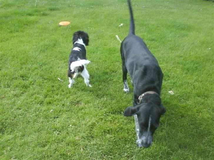 Blanding af racer Mille <3 R.I.P - Mille og Balou.. De er bare så søøøøde :) billede 16