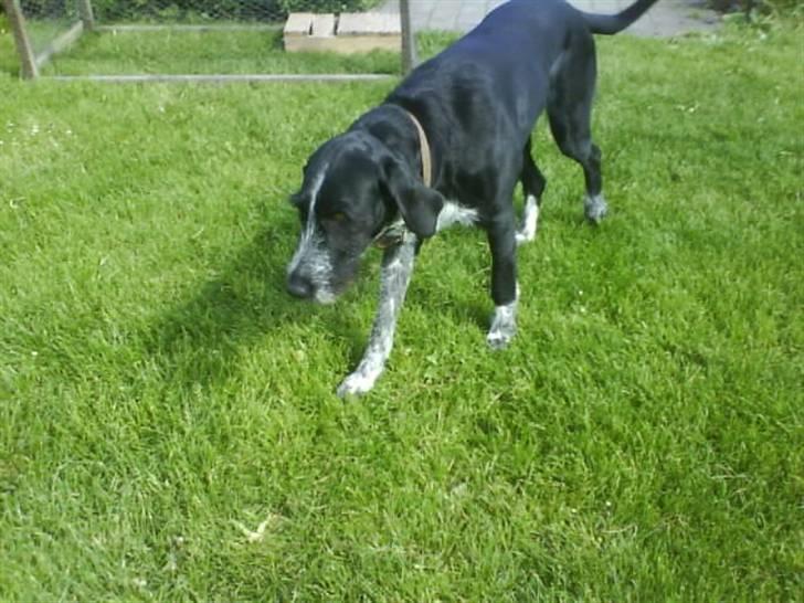 Blanding af racer Mille <3 R.I.P billede 17