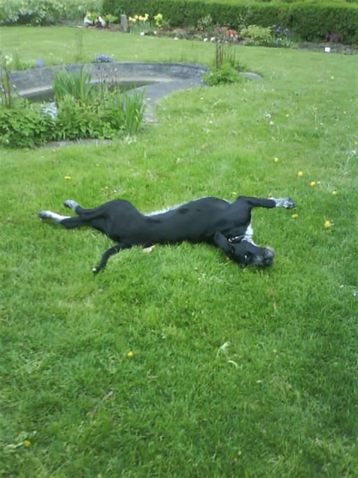 Blanding af racer Mille <3 R.I.P billede 18