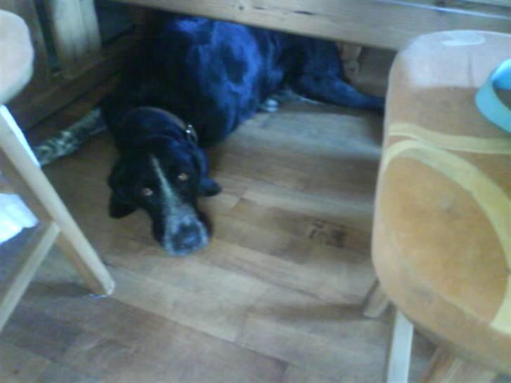 Blanding af racer Mille <3 R.I.P billede 19