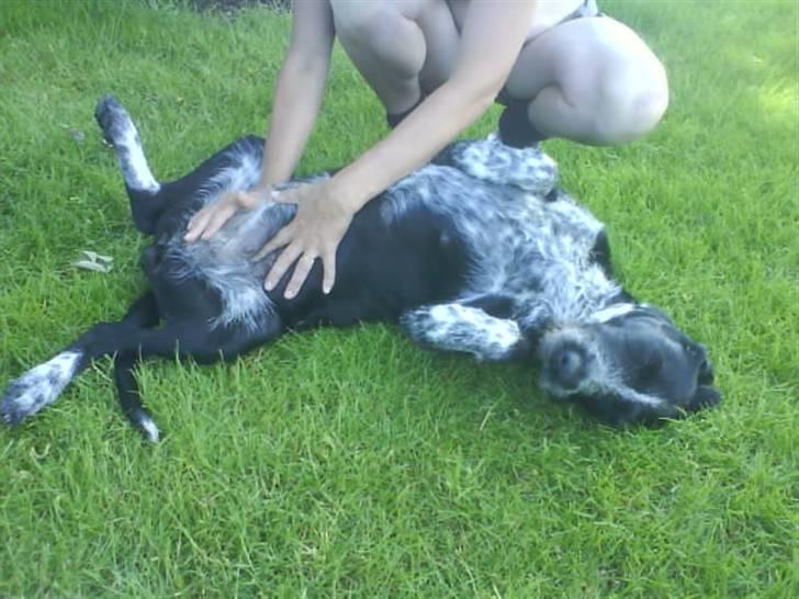 Blanding af racer Mille <3 R.I.P - Her er Mille.. Jeg ved hun er meget tyk på dettte billede her, men det er med god grund. Mille er med valpe, og her er der kun 2 uger til at hun skal føde. :D Glædelse :D billede 20