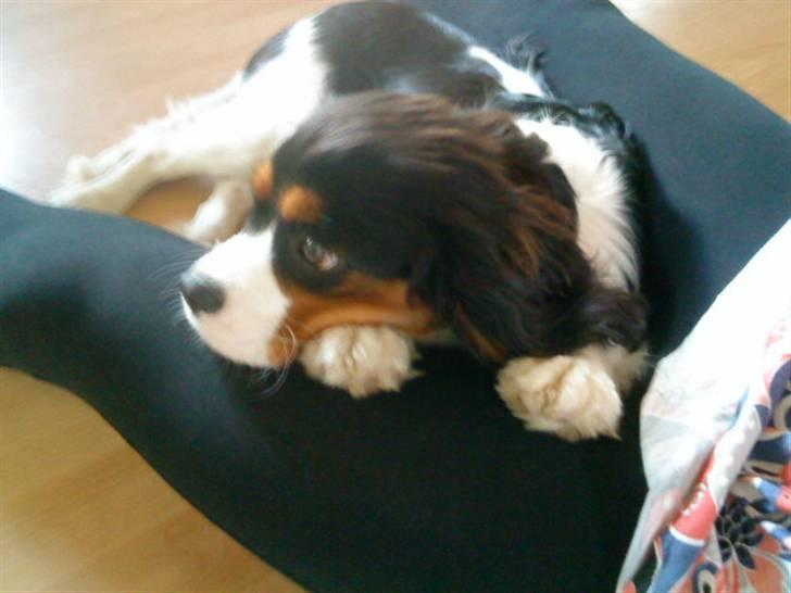 Cavalier king charles spaniel Balou - Jeg tror Balou er lidt trær, hehe, han er bare så skøøøøøn :) billede 2