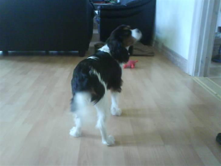Cavalier king charles spaniel Balou - Balou er lidt ivrig efter at se hvad der er derinde. ( der står en dør ved siden af ham ) :) billede 3