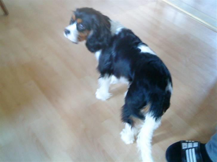 Cavalier king charles spaniel Balou - Min Balou- Min skønne Balou. billede 4