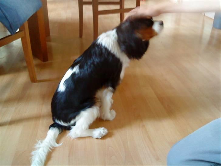 Cavalier king charles spaniel Balou - Balou elsker at blive nusset med, og det vil jeg gerne, for han er simpenthed så blød.<3 billede 5