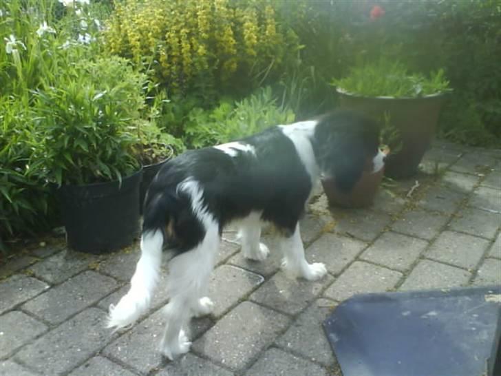 Cavalier king charles spaniel Balou - Balou render lidt rundt på vores tarresse, og snuser lidt til blomsterne.. billede 6