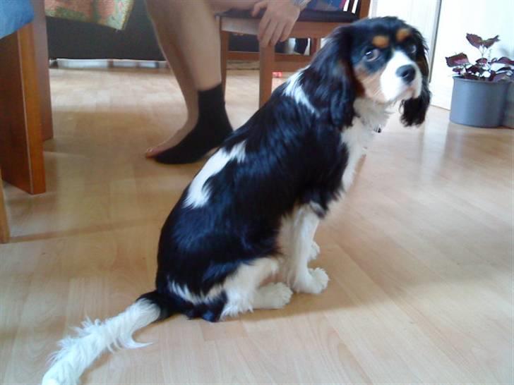 Cavalier king charles spaniel Balou billede 7