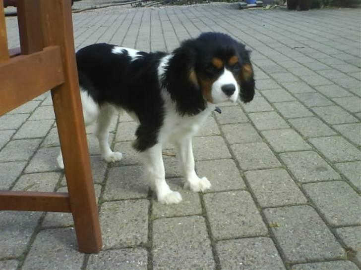 Cavalier king charles spaniel Balou - Smukke Balou.. Han er bare så utrolig rolig.. hehe, det er mega mærkeligt! billede 8