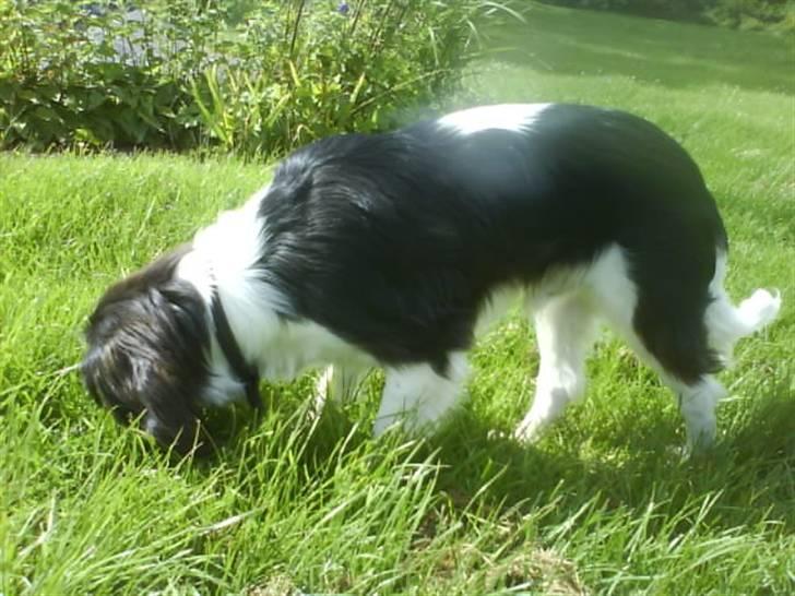 Cavalier king charles spaniel Balou - Hvad mon der gemmer sig i græsset Balou?!! <3 billede 9