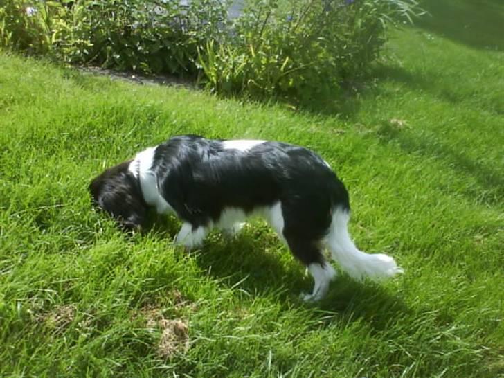 Cavalier king charles spaniel Balou - Hvad mon balou har fået færden af? Jaah, det er ikke godt at vide :) billede 10