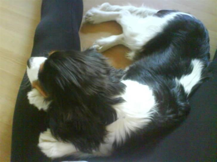 Cavalier king charles spaniel Balou - Her ligger Balou på mine ben, og slapper tydeligvis godt af :) billede 11