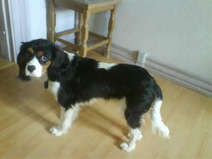 Cavalier king charles spaniel Balou - Og så selfølgelig lige et billede fra siden af..<3   :) billede 12