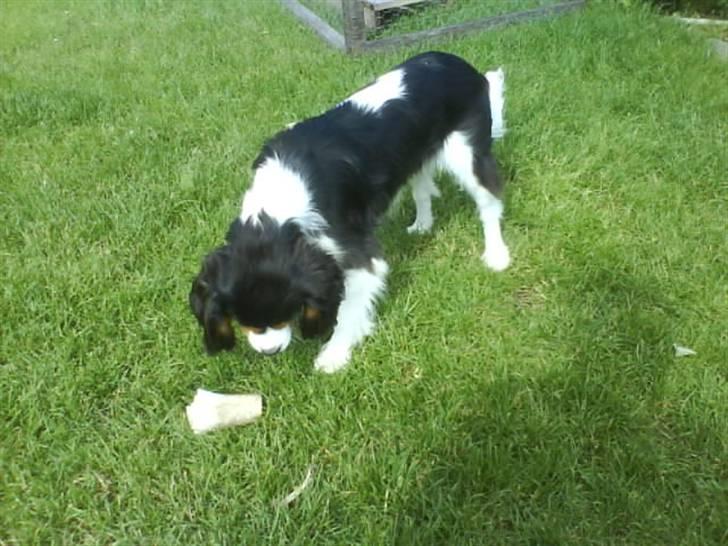 Cavalier king charles spaniel Balou - Balou har lige fundet sig et kødben. Faktisk så er det Milles, og desuden kan Balou ikke li´dem ..  :D billede 13