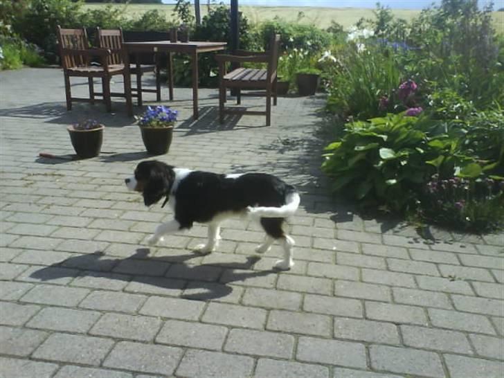 Cavalier king charles spaniel Balou - Her kommer Balou så løbende.. Mon han kan løbe stærkt? Hehe, det kan han garanteret :D billede 14