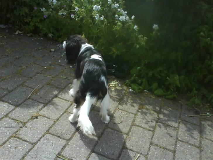 Cavalier king charles spaniel Balou - Balou løber lidt rundt på vores taresse. billede 15