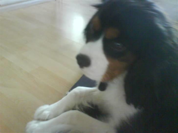 Cavalier king charles spaniel Balou - Han ligger simpentehen  så fint tæt ved mit ben..  billede 16