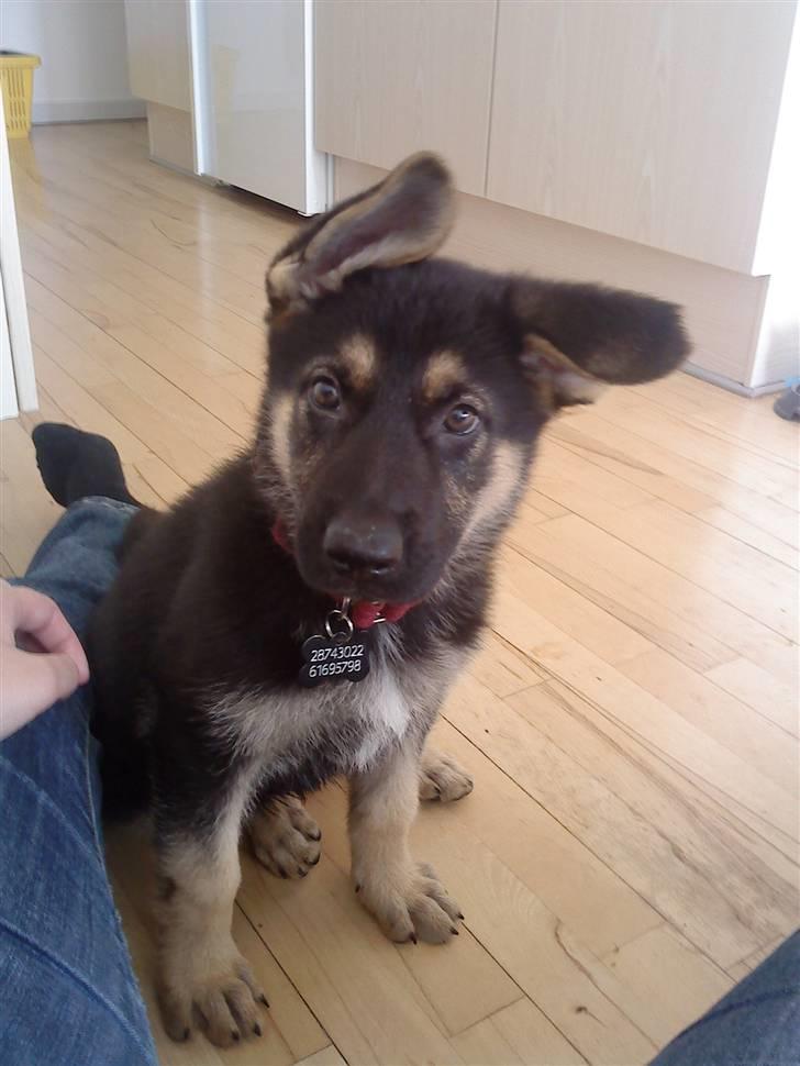 Schæferhund Neema billede 16