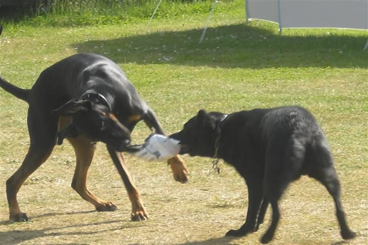 Blanding af racer Tarzan *R.I.P* :'( ! billede 11