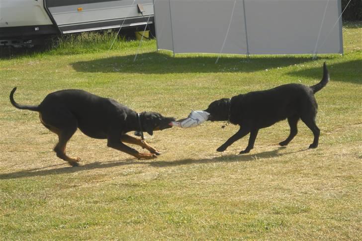 Blanding af racer Tarzan *R.I.P* :'( ! billede 12