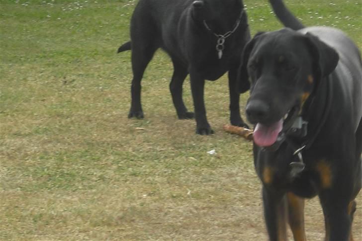 Blanding af racer Tarzan *R.I.P* :'( ! billede 13