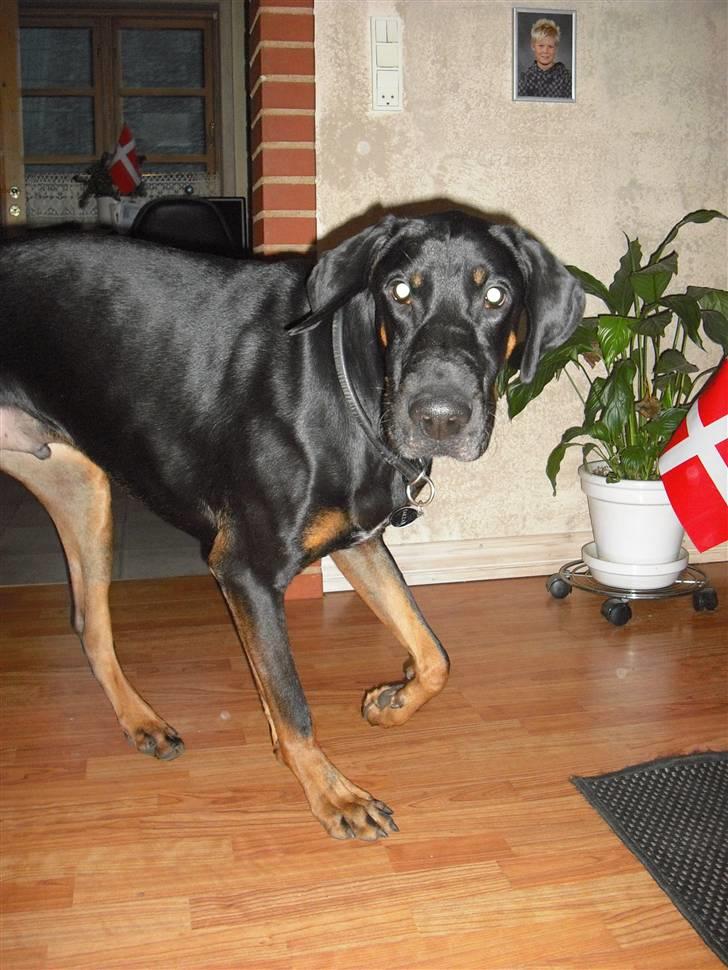 Blanding af racer Tarzan *R.I.P* :'( ! billede 14