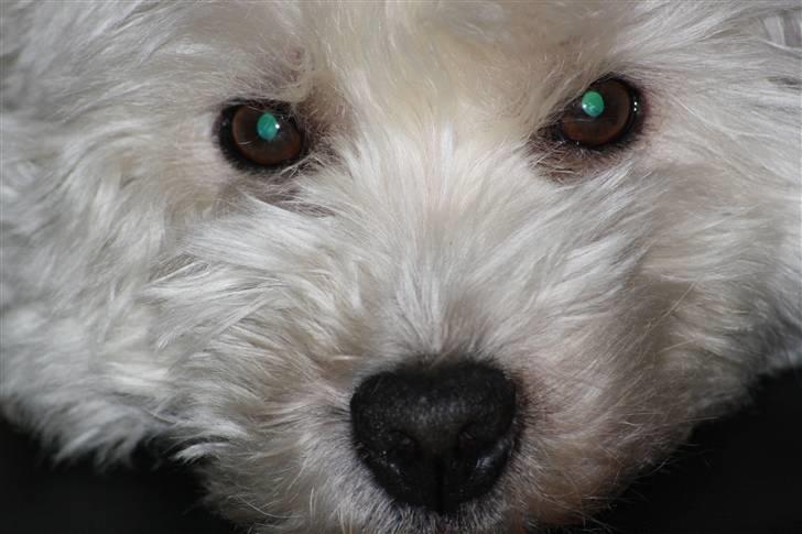 West highland white terrier Magnus - Velkommen ind hos Magnus <33 - Smid gerne en bedømmelse og en kommentar (; billede 1