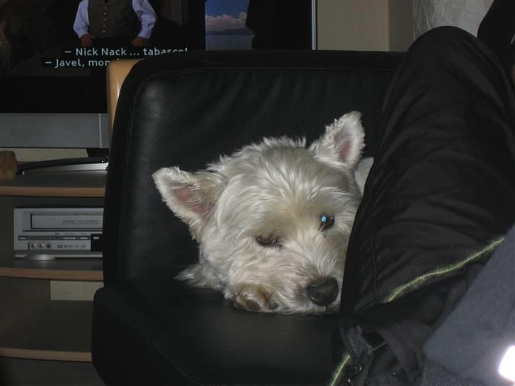 West highland white terrier Magnus - Magnus putter med mor :D <3 billede 2