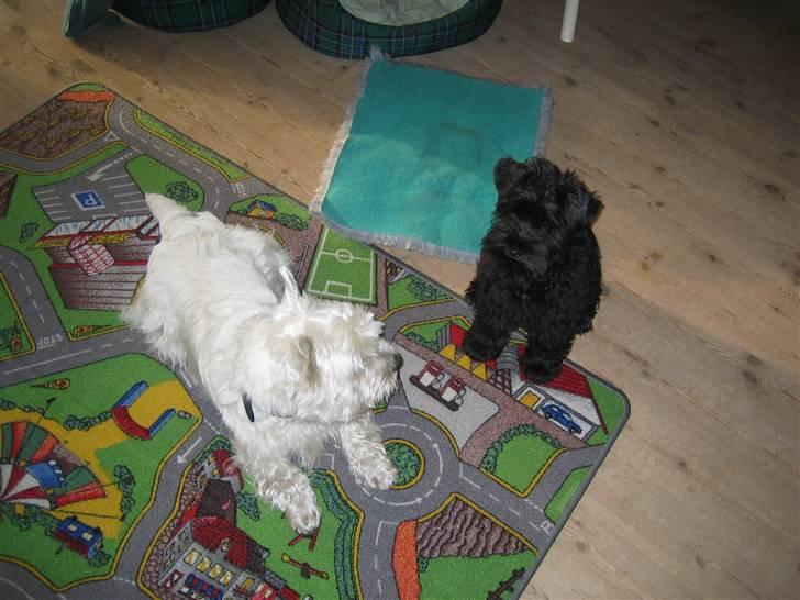 West highland white terrier Magnus - Magnus og beddebror d: billede 4