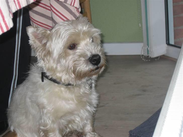 West highland white terrier Magnus - Søde vuffelifvov :´D <3 billede 5