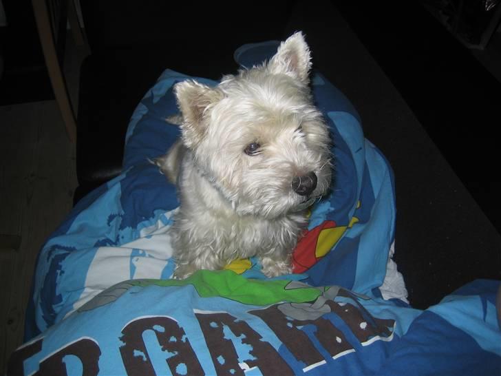 West highland white terrier Magnus - Hygge dx <3 billede 6