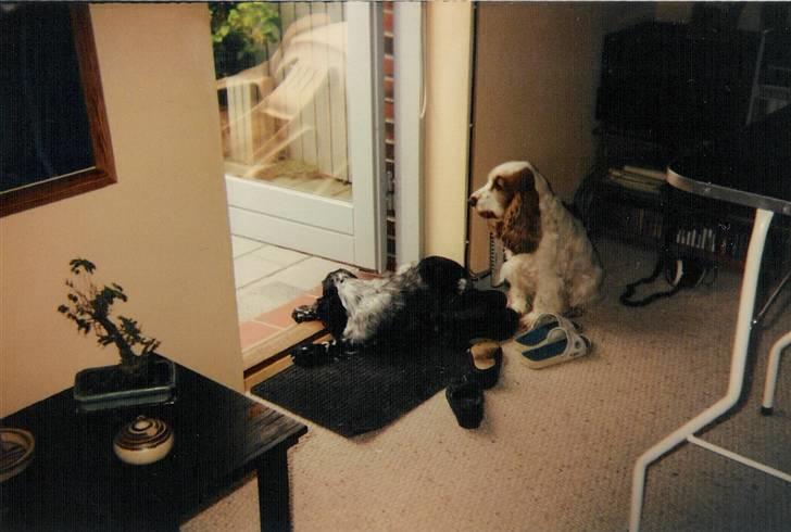 Cocker spaniel Cianti R.I.P. - Cianti og Line billede 8