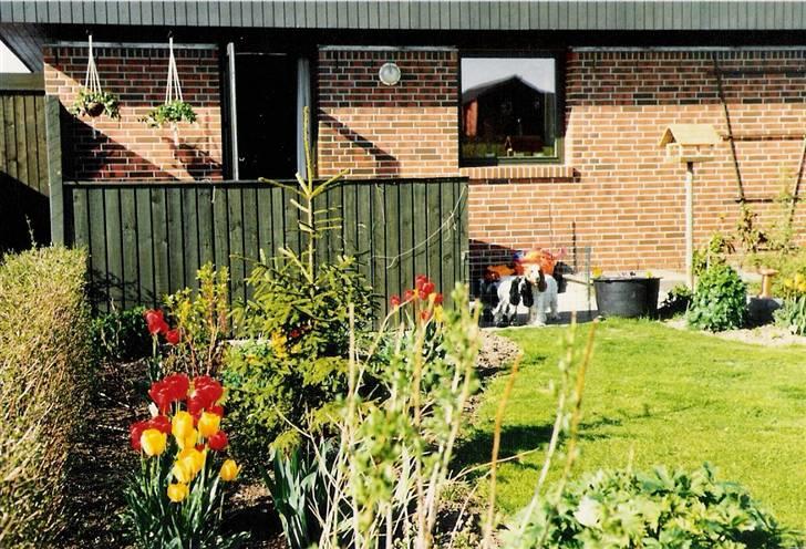 Cocker spaniel Cianti R.I.P. - Cianti og Line billede 9