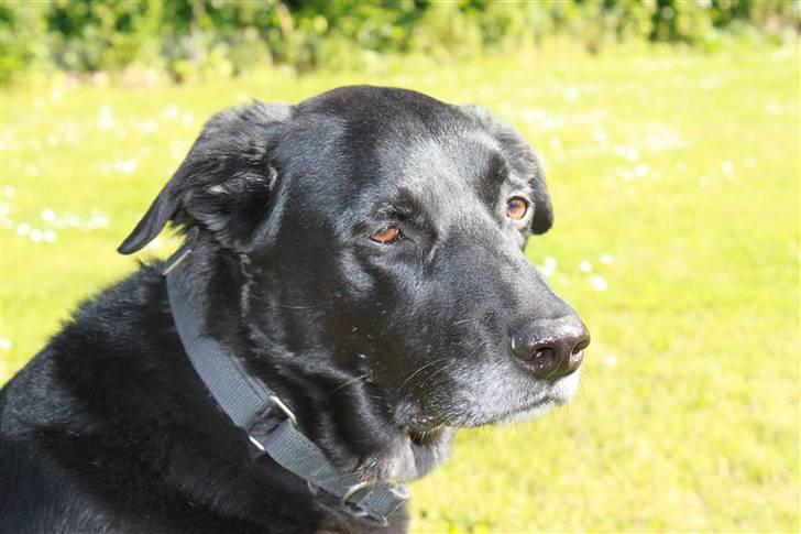 Blanding af racer Elvis billede 14