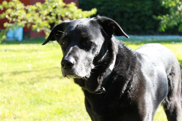 Blanding af racer Elvis billede 15