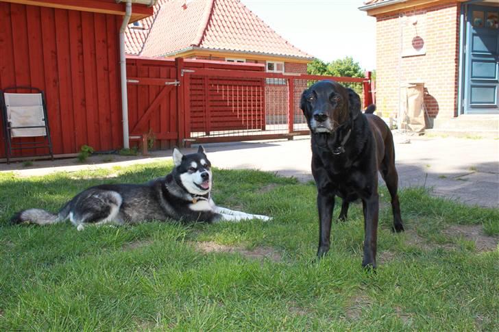 Blanding af racer Elvis - en sommerdag sammen med Ashanti billede 16