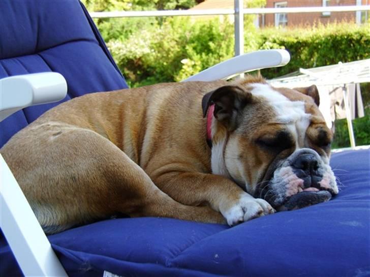 Engelsk bulldog Erna*død* - jeg snupser lige en lur:) billede 1