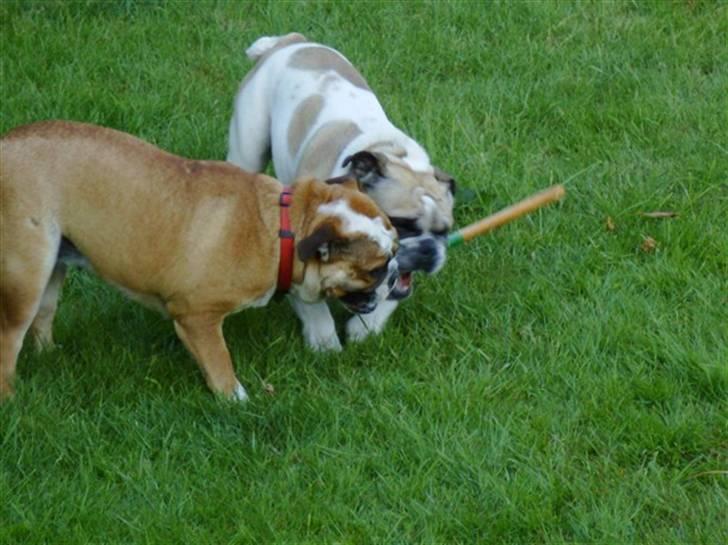 Engelsk bulldog Erna*død* - HUGO!!! det er altså mig der havde den først! billede 2