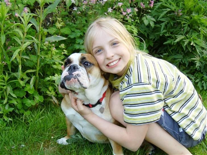 Engelsk bulldog Erna*død* - giv slip...!!!! billede 4
