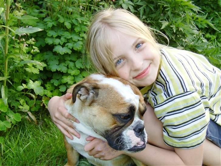 Engelsk bulldog Erna*død* - så OK da´! billede 5
