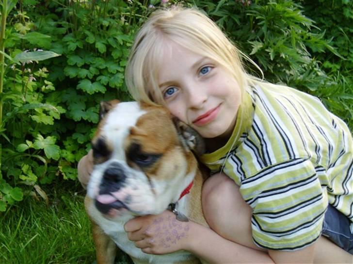 Engelsk bulldog Erna*død* - giver du ikke snart slip? billede 6