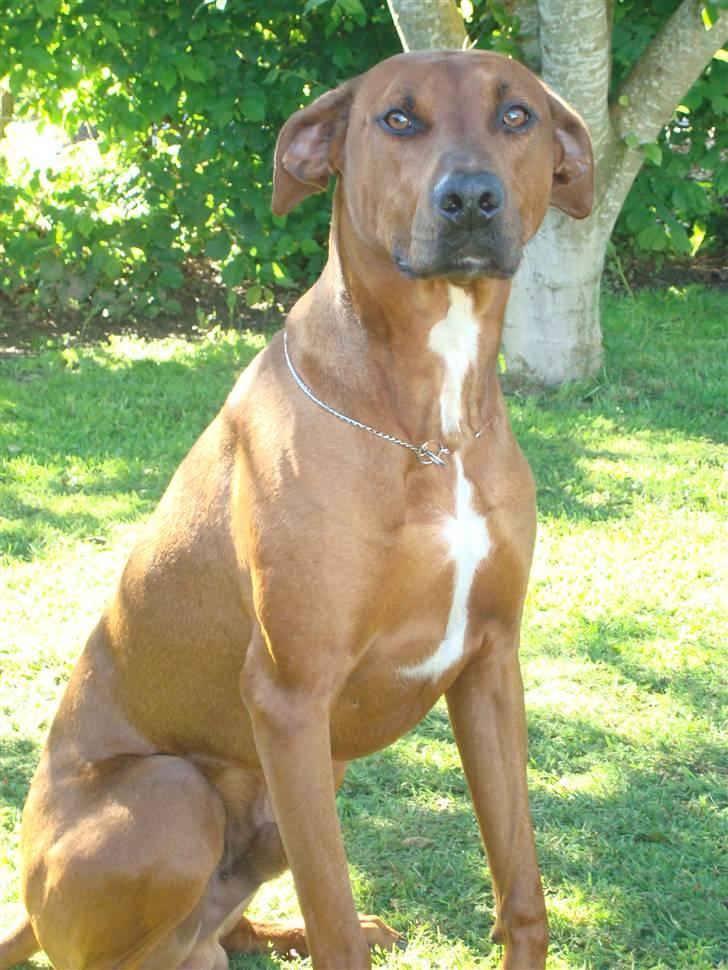 Blanding af racer Kenzo (Dobermann/Amstaff) [Himmelhund] - Kenzo i haven (3 år) billede 12