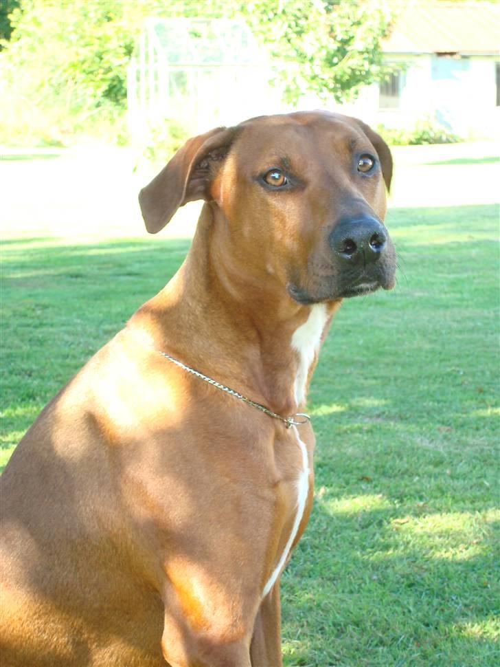 Blanding af racer Kenzo (Dobermann/Amstaff) [Himmelhund] - Igen (3 år) billede 13
