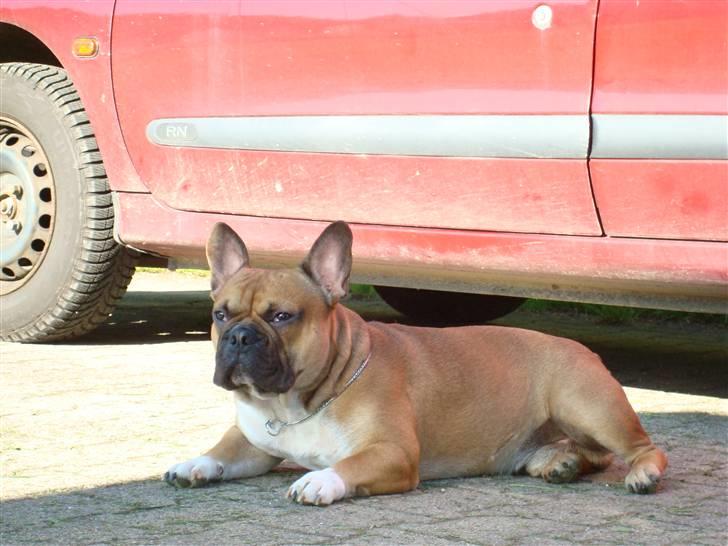 Fransk bulldog Hector - Nyder udsigten i haven (2 år) billede 14