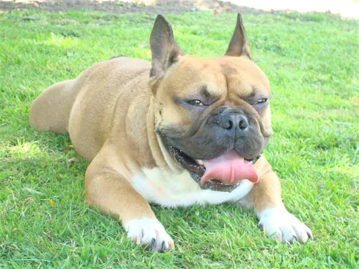 Fransk bulldog Hector - Puha hårdt at lege med storebror (2 år) billede 15