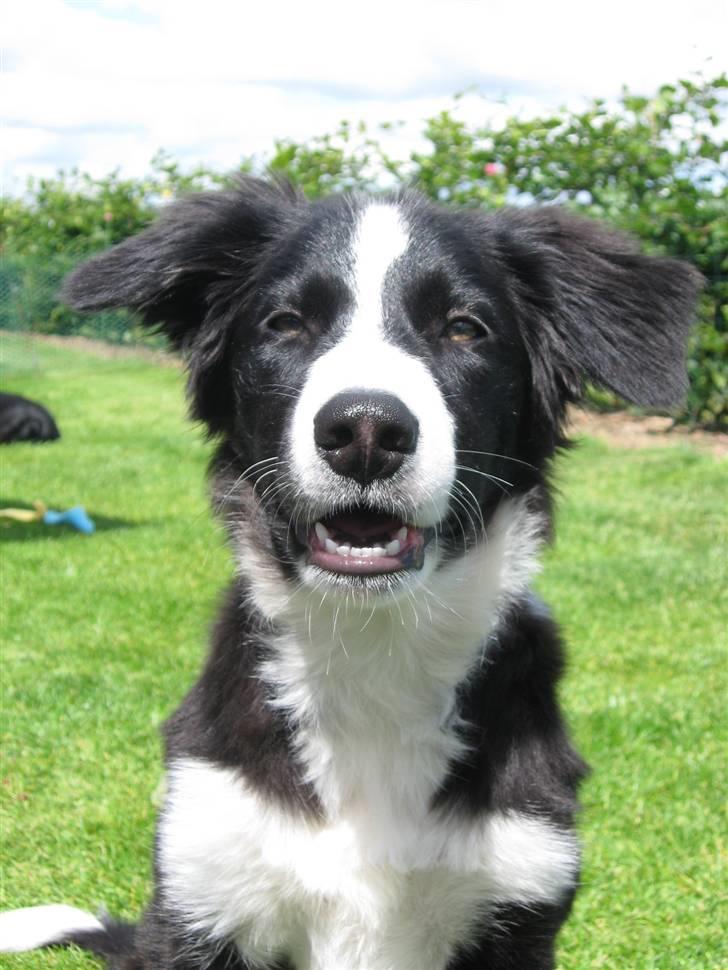 Border collie Asasara Fantastiske Shuma billede 9