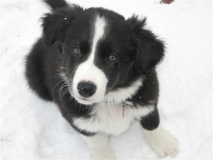 Border collie Asasara Fantastiske Shuma billede 10