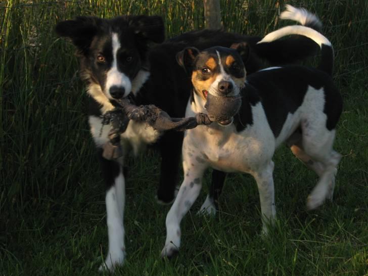 Border collie Asasara Fantastiske Shuma billede 11