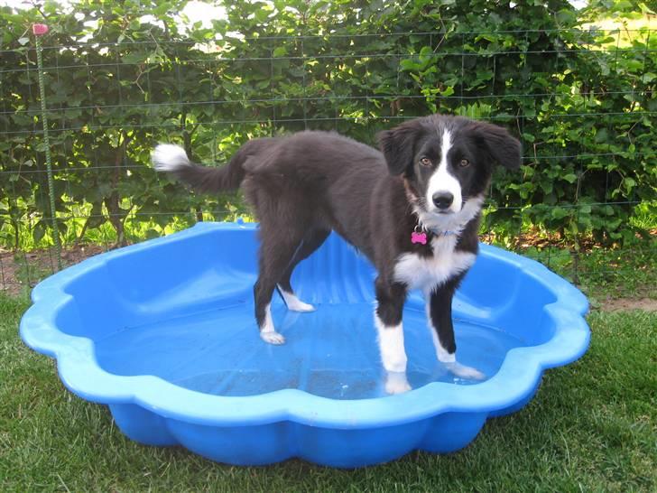Border collie Asasara Fantastiske Shuma billede 12