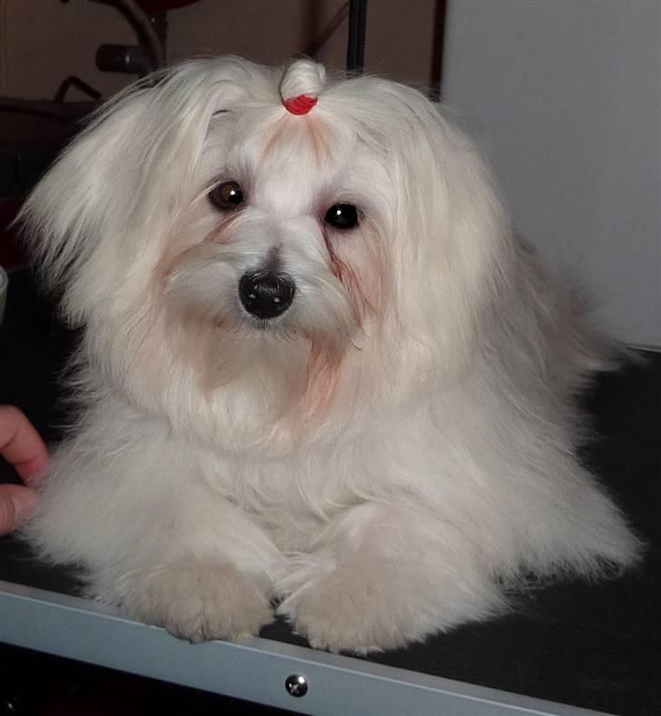 Malteser o~~ Darcie ~~o -  7 mdr, Er lige blevet redt og fået sat håret billede 1