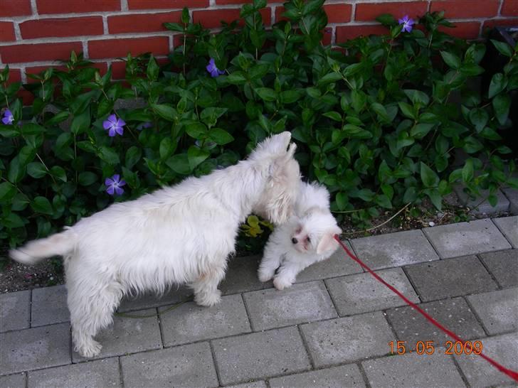 Malteser o~~ Darcie ~~o - 15.5.09 Lige kommet hjem og allerede velkomst fra Ludvig billede 2